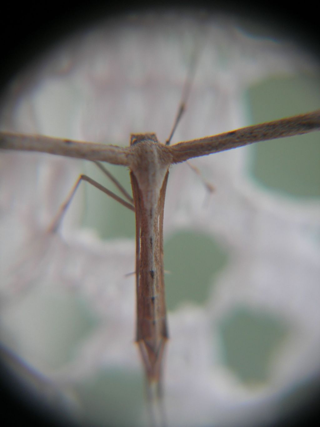 Pterophoride da id - Emmelina monodactyla